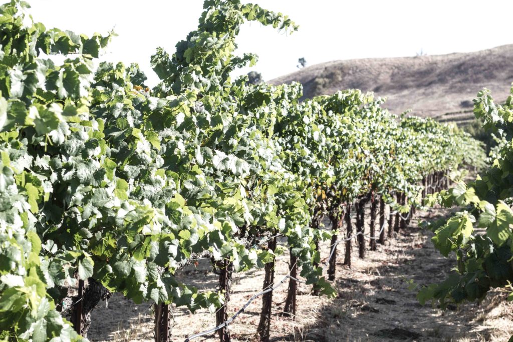 Kieu Hoang Winery