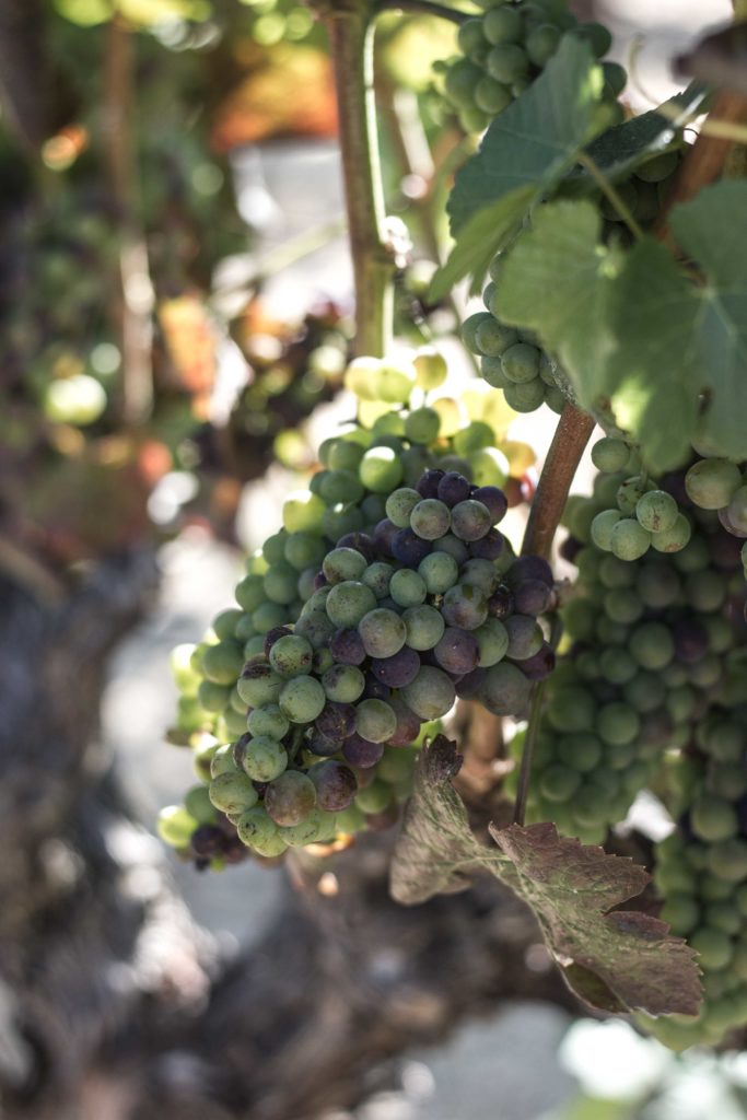 Kieu Hoang Winery