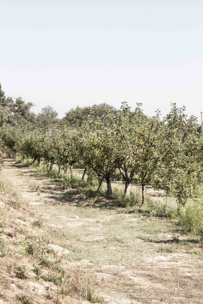 Apple Picking at Gabriel Farm