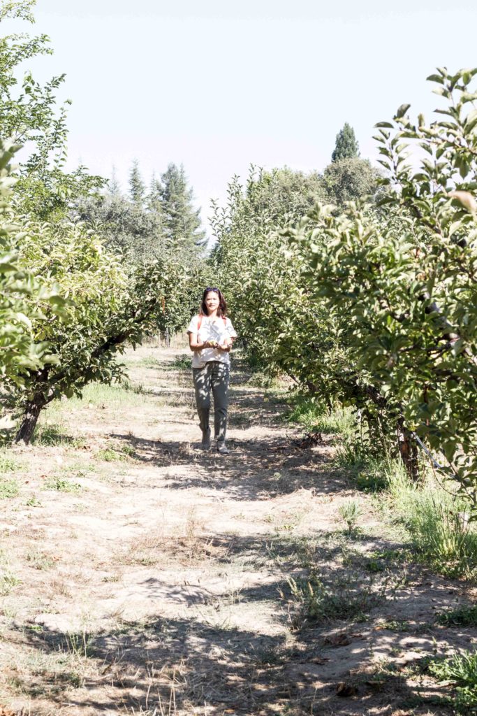 Apple Picking at Gabriel Farm