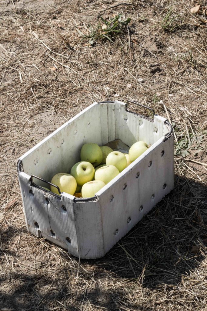 Apple Picking at Gabriel Farm