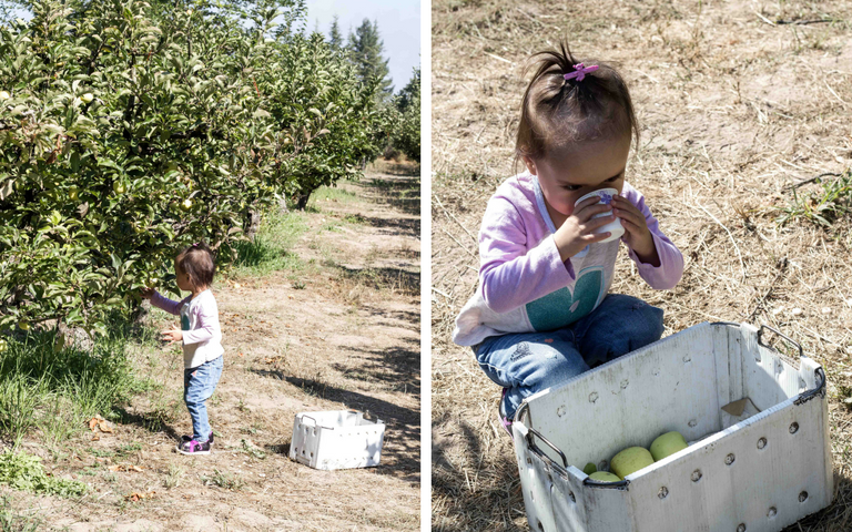 Apple Picking at Gabriel Farm