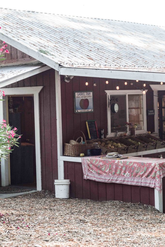 Apple Picking at Gabriel Farm