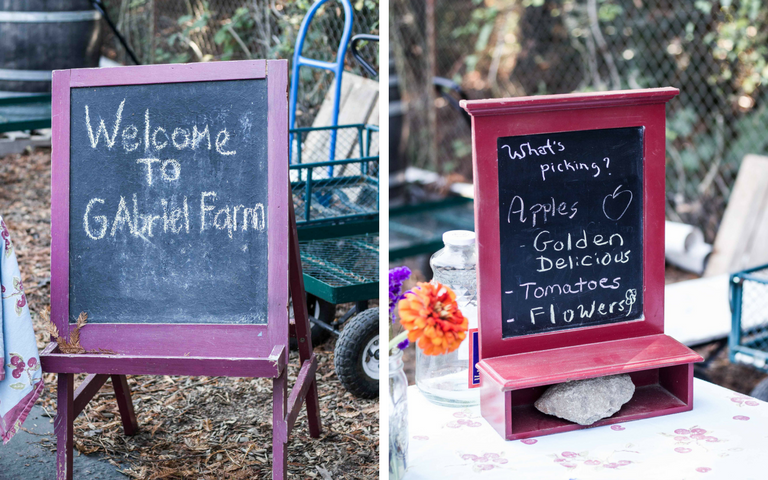 Apple Picking at Gabriel Farm